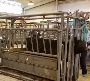 educational unit Beef, Dairy, Swine, Small Ruminant Any combination of