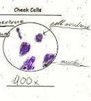 Day 2: Tuesday, November 5, 2011 Prompt: observe a cheek cell