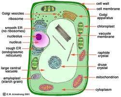 text to label the part of the cell.