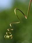tendrils to