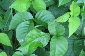 (poisonous) leaves have a
