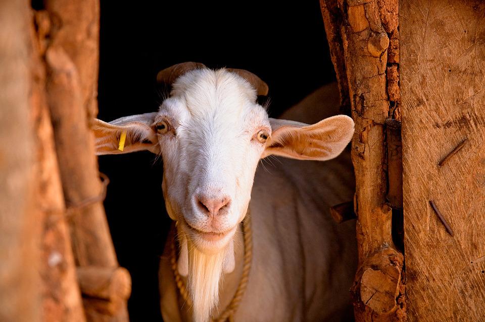 Families are able to sell goats to pay school fees, medical expenses, build brick homes and start businesses. Give Goat! $160 It all begins with your love and a goat!