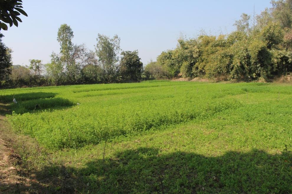 Farming Lands in the Campus