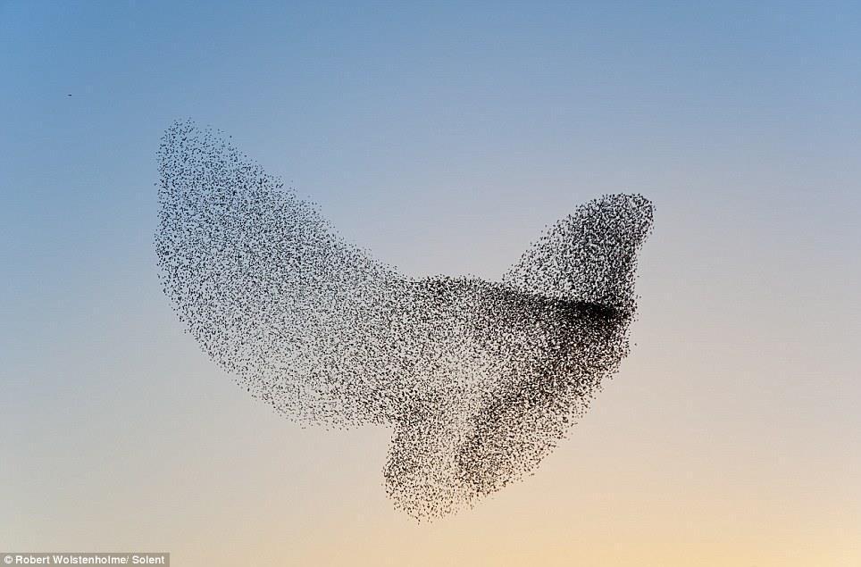 FLOCKING BIRDS Flocking behavior of birds Continuous space and movement Birds adapt their flight pattern to other birds in their vicinity