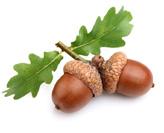 People who, like little acorns, are only small at the moment, but have such potential for immense