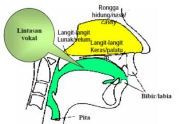Vocal tract covers an area started from under valve throat (laryngeal pharynx), between the soft palate valve throat (oral pharynx), on velum to in front of the nasal pharynx and nasal cavity.