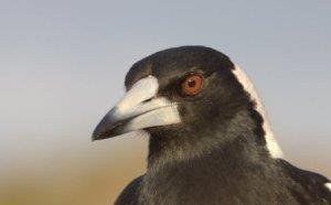 your face from swooping magpies (painting or sticking large eyes on the back of your hat can also deter magpies.
