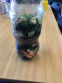 Each group have created their own compost bottle using left over food scraps to observe and monitor the changes.