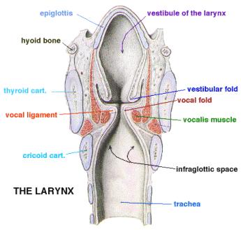 Cross-section of the larynx rear view.