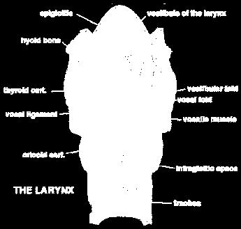 in normal breathing, swallowing, and speaking -> damage to the larynx or its tissues can result in problems with any or all of