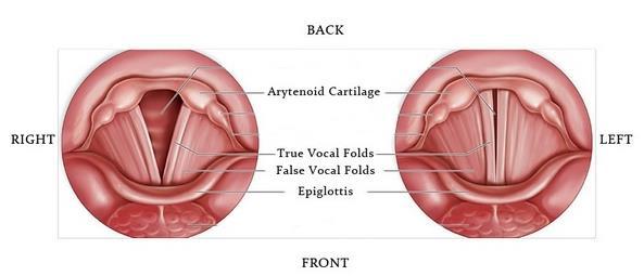 VF are two muscular tissues: at the front joined together to the thyroid cartilage at the back separated by