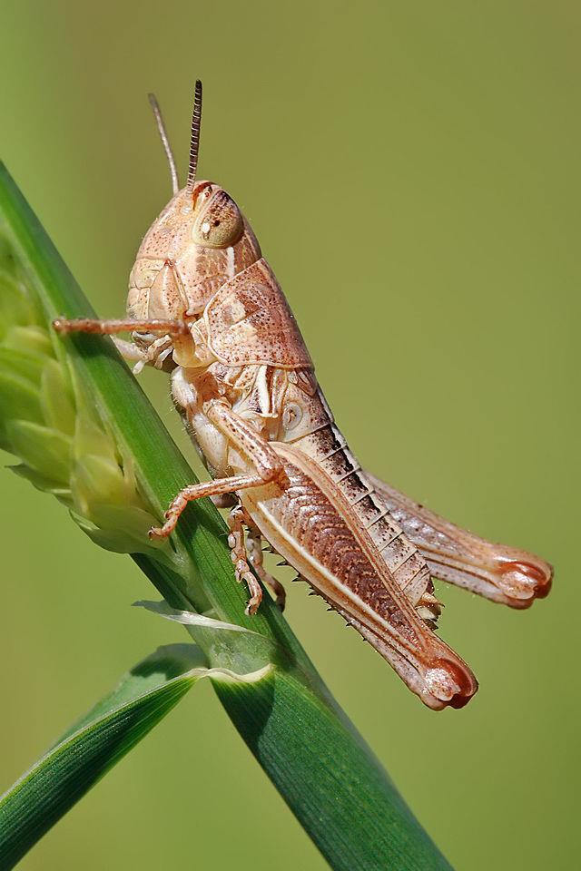 "Young grasshopper on grass stalk02".