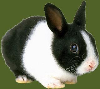 rabbit,
