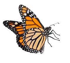 The butterfly is by the  The