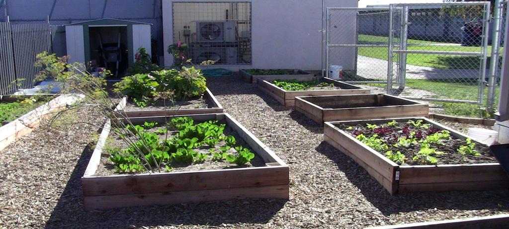 Utilize School Garden Produce in the Cafeteria Follow School Garden Checklist