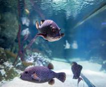 WednesdayLondon Aquarium Get close to sea life from around the world at one of Europe s largest aquariums.
