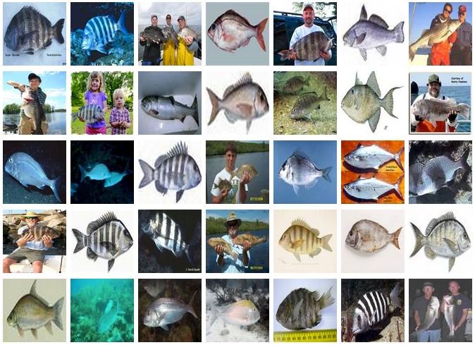 Another example: image classification w/ AlexNet ImageNet dataset: millions of images of