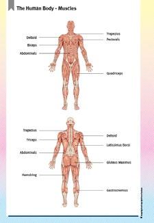 HUMAN BODY (PAGE 1)