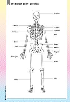 Human Body (page 1)