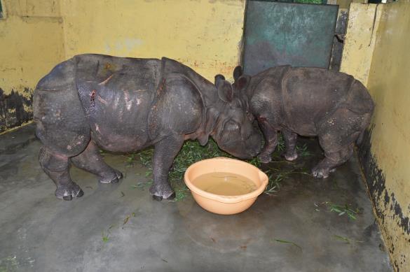 In the recent devastating floods in Assam, Kaziranga National Park has been severely affected and a lot of wild animals have lost their lives, while quite a few have been rescued by local people,