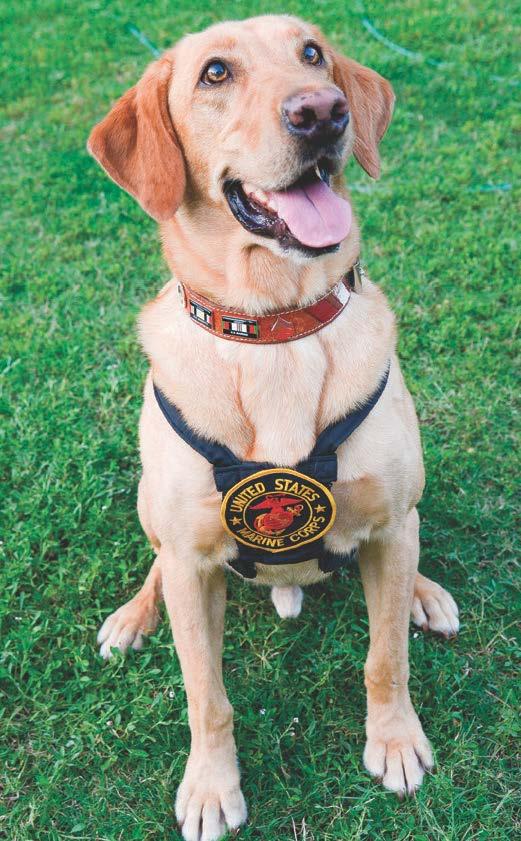 He located more than 50 bombs during his last year oversees and is credited with saving the lives of countless Marines. Many IED detection dogs are trained at Lackland Air Force Base.