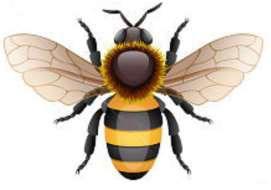 PPS WORKING BEE Years 3 & 4 Students & Parents Sunday 16th March 9am-1pm Please bring a plate of food to share We are building seating for SAKG classes Installing a sink and bench to wash