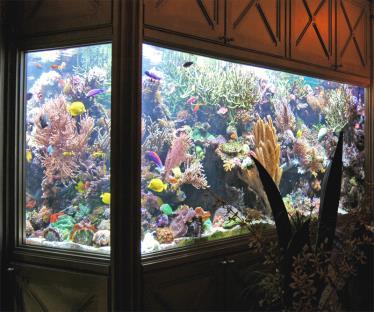 . The dimensions of the aquarium are given as: length = 8 inches, height = inches, width = 5 inches. Find the volume.. One gallon of water takes up cubic inches of space.