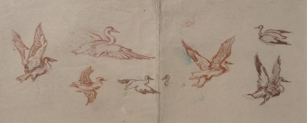 Sketches of birds.