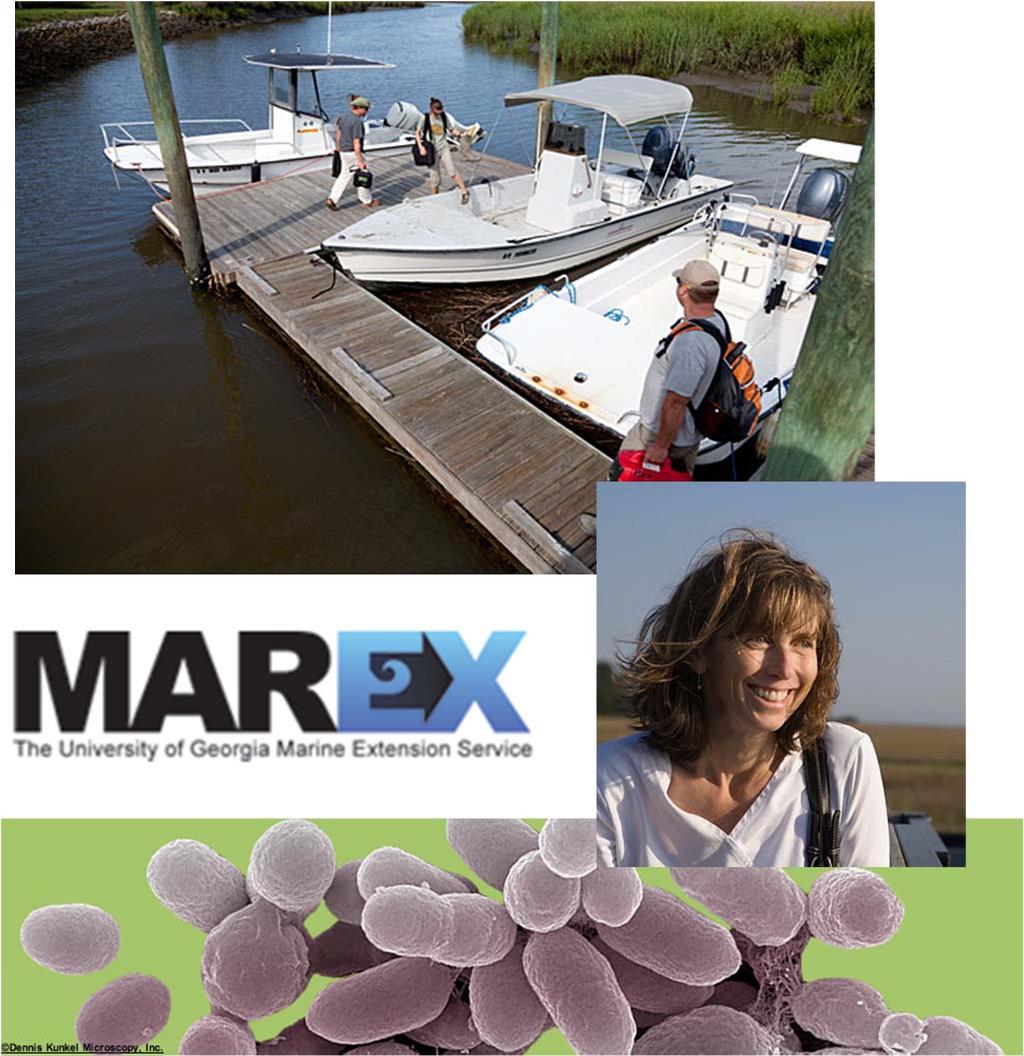 Marine Sciences programs Marine chemistry, geochemistry, microbial ecology Ocean acoustics, saltmarsh ecology Marine Institute on