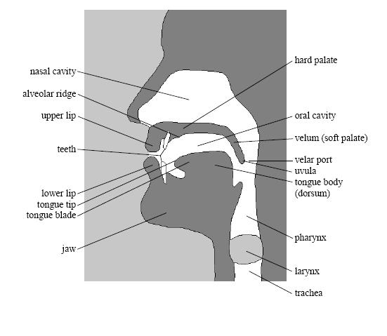 2. Speech physiology The three major regions of the vocal tract are the nasal cavity, the oral cavity (less pretentiously, the mouth), and the pharynx, which is located behind the tongue but above
