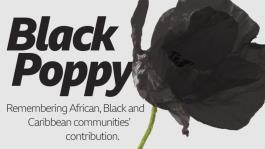 the animals that have been victims of war; the black poppy