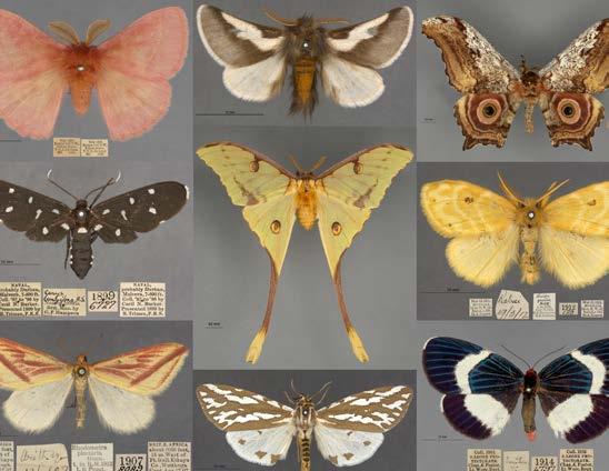 Collections As a globally leading science museum, the Museum of Natural History will attain and maintain a position at the forefront of best practice in storage, conservation, documentation, public