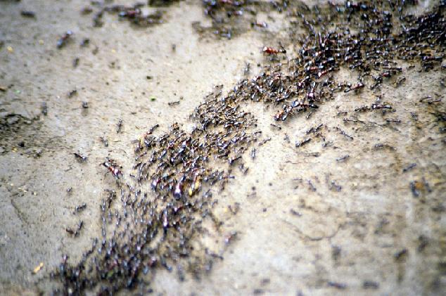 Ant Colony Optimisation From: https://upload.