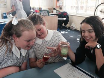 In Science this week, Year Six investigated