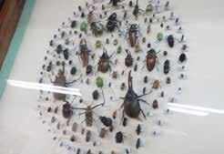 DESCUBRIENDO standing out LA UNAH unah Entomology Museum The Entomology Museum was founded in 1985 through teachers and students efforts of the School of Biology (AEBIH), the rector of the University
