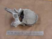 Trempealeau Mammoth Constance Arzigian, Research Archaeologist One of our most exciting discoveries this past fall started as a