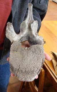 Adam brought in his bone, and Jim Theler was able to identify it as a vertebra bone from a mammoth.