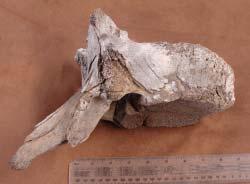 A friend of Adam s had found the bone in a quarry in Trempealeau County, and hadn t known what it was, so he passed it on to Adam
