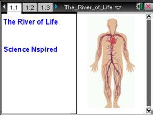 103 The River of Life SCIENCE NSPIRED Science Objectives Students will calculate the volume of blood in their own bodies. Students will analyze and quantify some of the components of their blood.