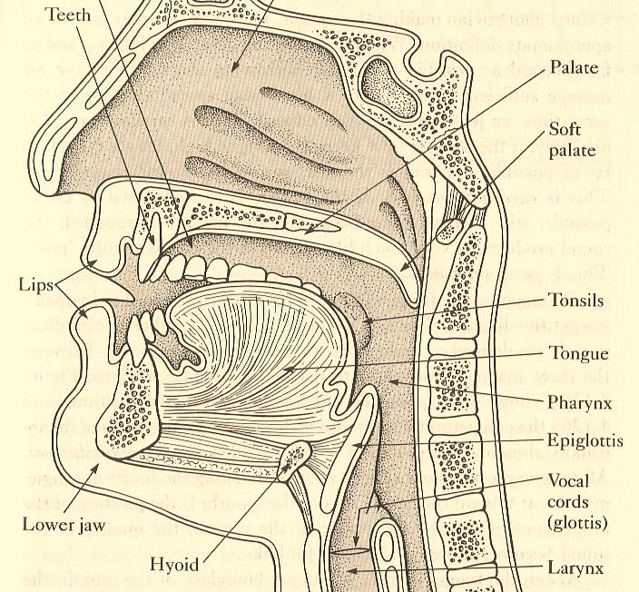 Loch im Zahn] 3 The articulation of [t, n, s, z]: the role of the velum and the larynx From: Denes/ Pinson: "The speech chain.", p.