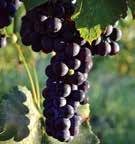 We focus on custom blending of American, French hybrids, and vinifera, as well as fruit