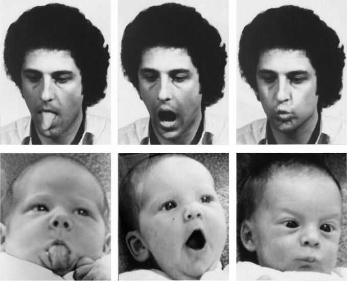 220 Rao et al. Figure 11.1 Imitative responses in 2- to 3-week-old infants (from Meltzoff and Moore, 1977). 11.2.2 Imitating body movements In addition to body babbling, infants have been shown to demonstrate imitative learning.