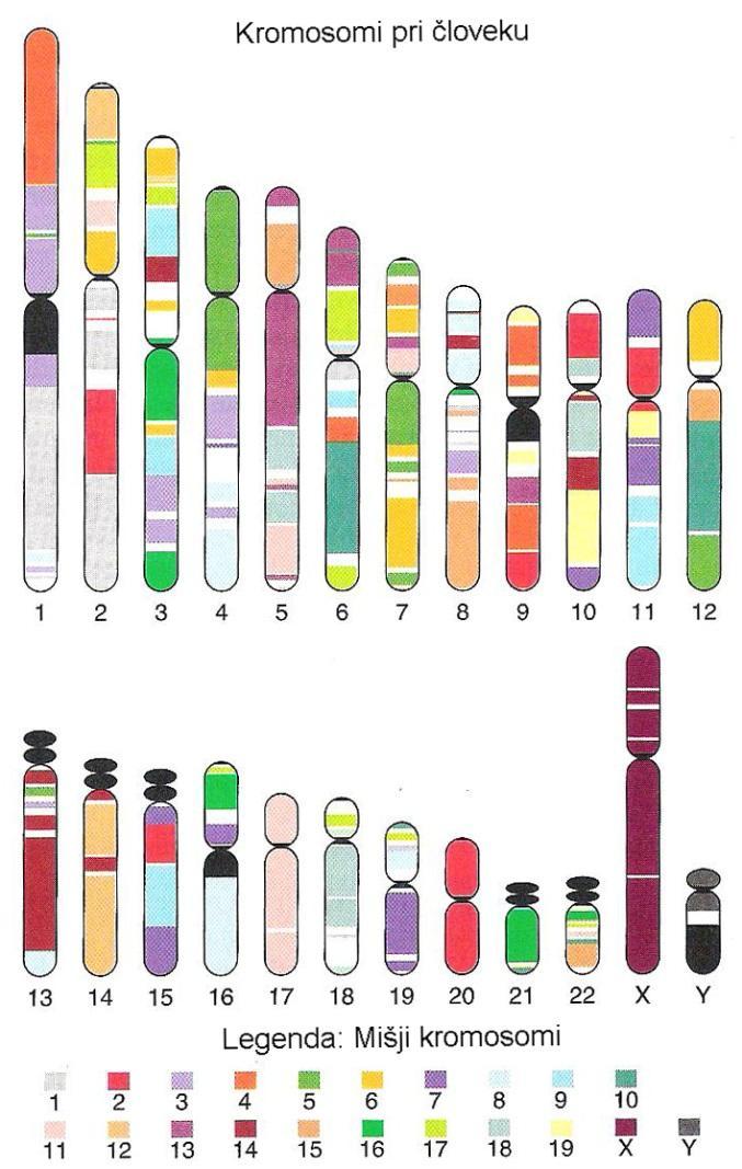 15 Slika 3: Lokalno ujemanje človeškega genoma z deli, ki ustrezajo mišjemu genomu. Vsaka barva predstavlja različne kromosome pri miših, kot je navedeno v legendi (prirejeno po Griffiths in sod.