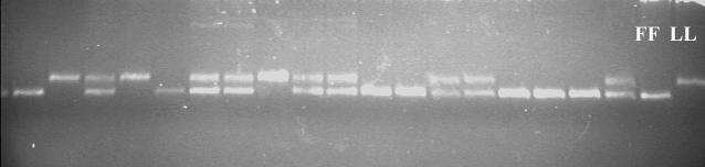 29 Slika 6: Vzorci na agaroznem gelu, genotipizirani z genetskim označevalcem D15Mit87.