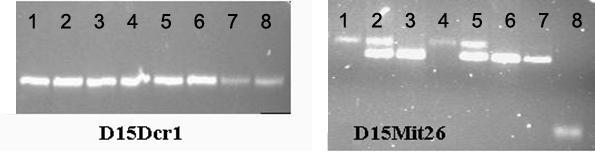31 Slika 7: Mikrotitrska ploščica za PCR z naloţenimi kontrolami za testiranje polimorfnosti novih genetskih označevalcev.