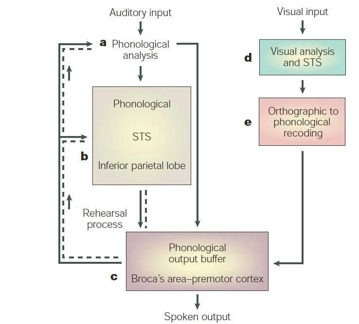 221 Figure 12.2. The functional model of the phonological loop, in Baddeley (2003, p.831). a: Phonological analysis. b: Short-term storage (STS). c: The programming of speech output.