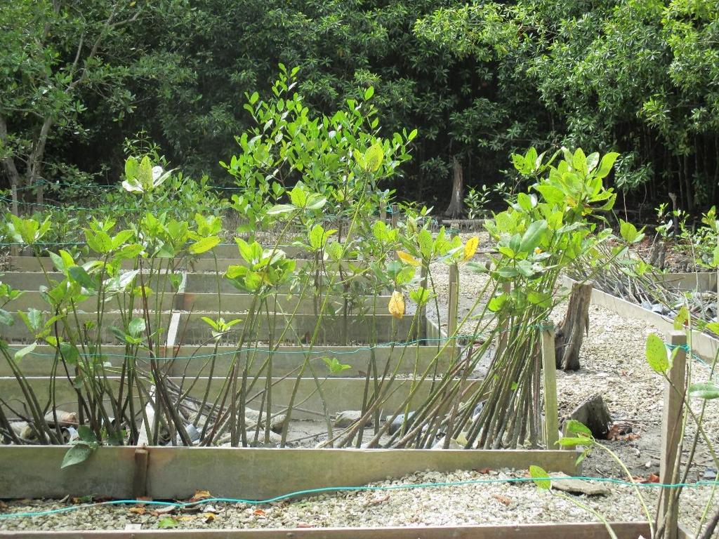 Kebangsaan Hai Ping Mangrove saplings nursery