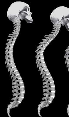 The spinal column protects the spinal cord. Spinal Cord Activity 1 Special Spool Spinal Cords How is the Spinal Cord Special?