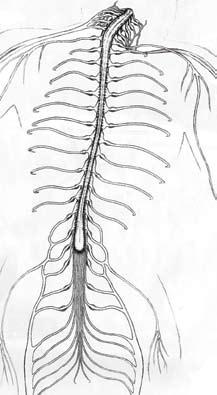 The spinal cord. Spinal Cord Activity 2 Spinal Column Concentration What Are the Parts of the Spinal Column, Anyways? The Spinal Column is made of many different parts in the human body.