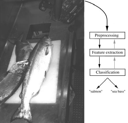 An Example of Fish Classification Sort incoming Fish on a conveyor according to species using optical sensing Sea bass Species Salmon Problem Analysis Set up a camera and take some sample images to